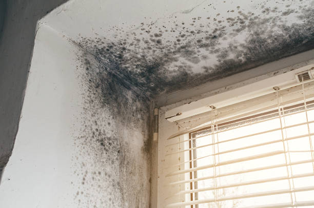 Affordable Bathroom Mold Removal solutions in Highland, MD